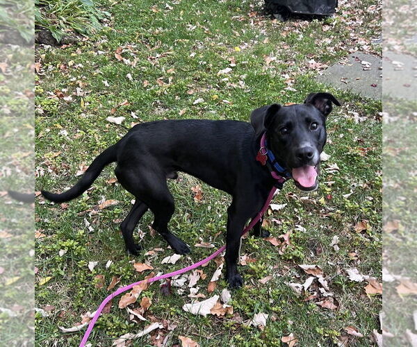 Medium Photo #6 Labrador Retriever-Unknown Mix Puppy For Sale in Boston, MA, USA