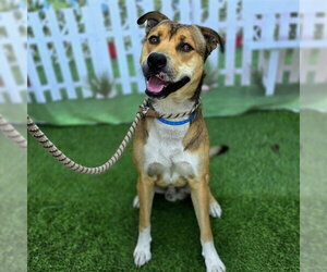 German Shepherd Dog-Unknown Mix Dogs for adoption in Long Beach, CA, USA