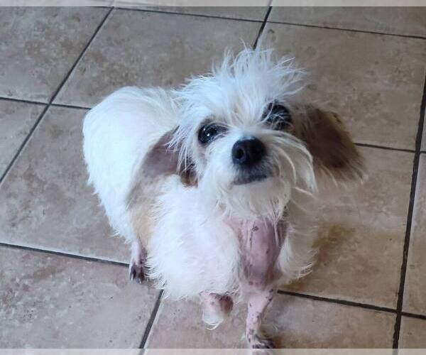 Medium Photo #4 Mutt Puppy For Sale in New York, NY, USA