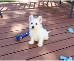 Small #6 West Highland White Terrier