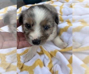 Medium Miniature Australian Shepherd