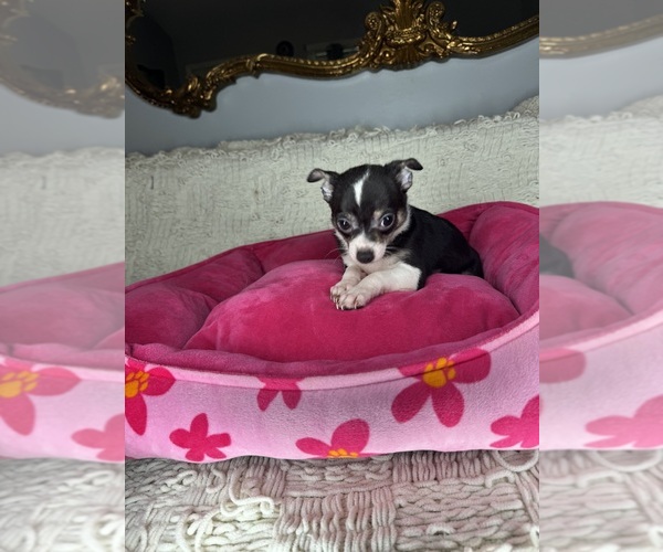 Medium Photo #2 Chihuahua Puppy For Sale in MONROE, NC, USA