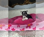 Small #1 Chihuahua