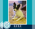 Small #3 Mutt