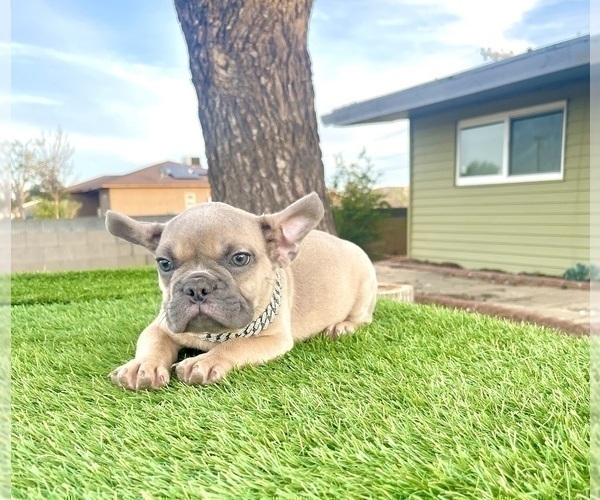 Medium Photo #4 French Bulldog Puppy For Sale in SACRAMENTO, CA, USA