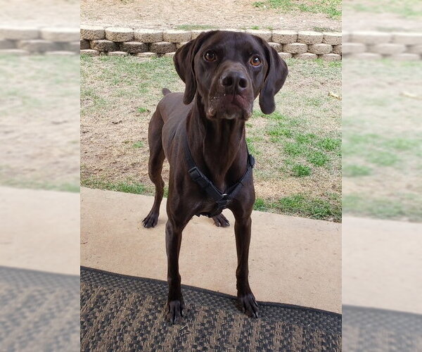 Medium Photo #4 German Shorthaired Pointer Puppy For Sale in Newfoundland, PA, USA