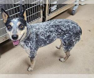 Mutt Dogs for adoption in Norco, CA, USA