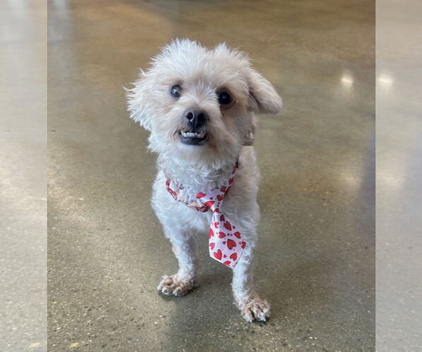 Medium Photo #7 Maltese-Unknown Mix Puppy For Sale in Newport Beach, CA, USA