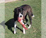 Small #4 Mutt