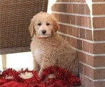 Small Photo #1 Goldendoodle (Miniature) Puppy For Sale in MANHEIM, PA, USA