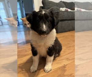 Shetland Sheepdog Puppy for sale in LEXINGTON, NC, USA