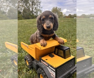 Dachshund Puppy for sale in MIDDLEBURY, IN, USA