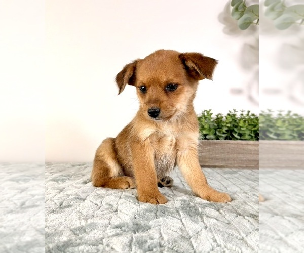 Medium Photo #15 Chi-Corgi Puppy For Sale in GREENFIELD, IN, USA