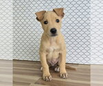 Small Photo #2 Shepradors Puppy For Sale in Lakewood, CO, USA