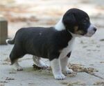 Small #1 Australian Shepherd-Jack Russell Terrier Mix