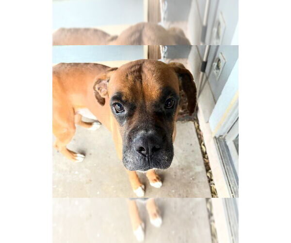 Medium Photo #4 Boxer Puppy For Sale in Austin, TX, USA