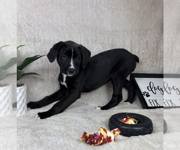 Medium Photo #3 Boxador Puppy For Sale in FRANKLIN, IN, USA