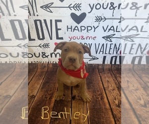 American Bully Puppy for Sale in BELLE VERNON, Pennsylvania USA