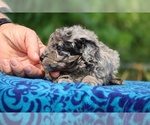 Small #9 Poodle (Toy)