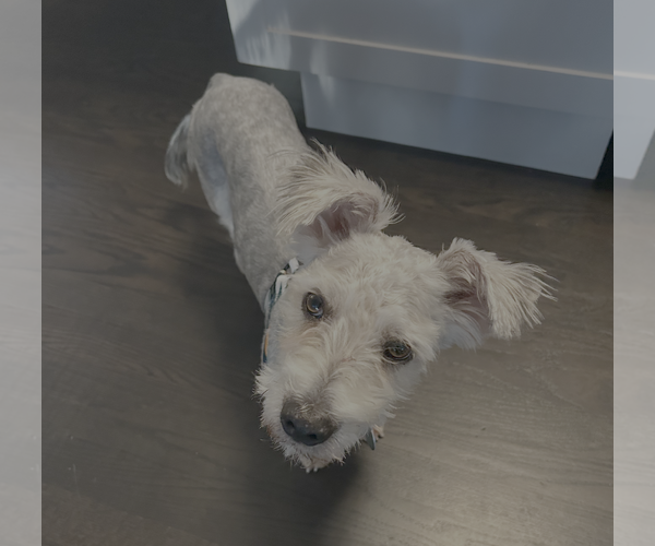 Medium Photo #2 Maltipoo (Miniature) Puppy For Sale in Bellevue, WA, USA