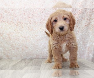Goldendoodle (Miniature) Puppy for sale in MARIETTA, GA, USA