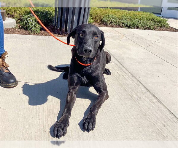 Medium Photo #1 Labrador Retriever Puppy For Sale in Orange, CA, USA