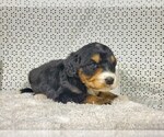 Small Photo #14 Bernedoodle Puppy For Sale in COLORADO SPRINGS, CO, USA