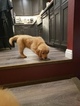 Small Photo #6 Golden Retriever Puppy For Sale in FRESNO, CA, USA