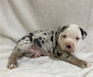 Olde English Bulldogge Puppy for sale in CHETEK, WI, USA