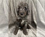 Puppy Iris Goldendoodle
