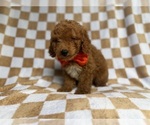 Small #4 Goldendoodle (Miniature)