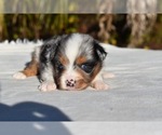 Small #4 Miniature Australian Shepherd