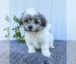 Puppy 2 Havachon