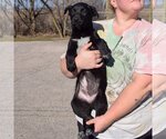 Small Photo #4 Mutt Puppy For Sale in Huntley, IL, USA