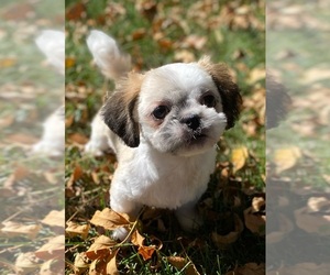 Shih Tzu Puppy for sale in DE PERE, WI, USA