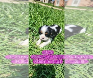Cavalier King Charles Spaniel Puppy for Sale in WAUKON, Iowa USA