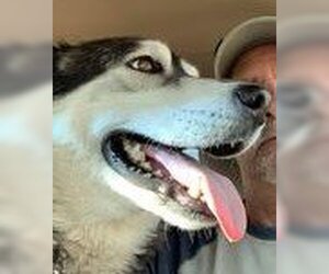 Benson - Male Siberian Husky Dog for Adoption - Photo #6