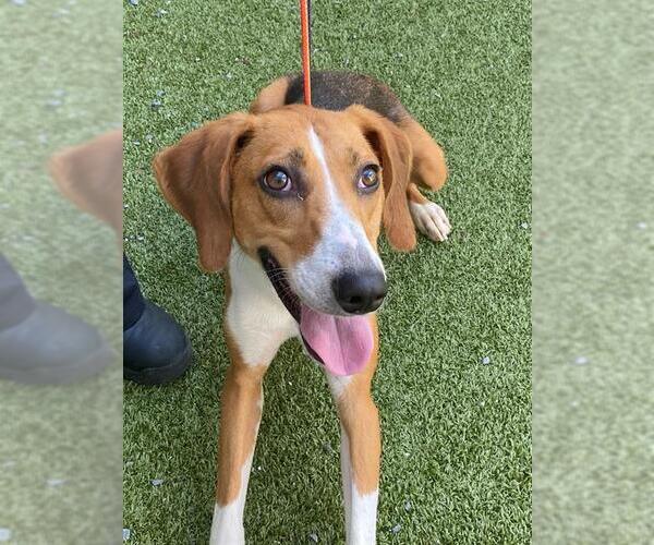 Medium Photo #2 Treeing Walker Coonhound Puppy For Sale in Fayetteville, NC, USA