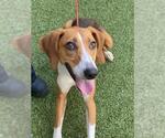 Small #1 Treeing Walker Coonhound