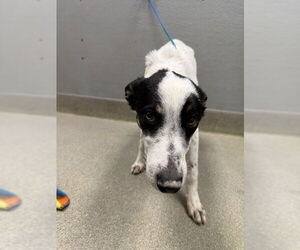 Mutt Dogs for adoption in Las Vegas, NV, USA