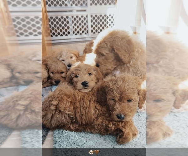 Medium Photo #1 Goldendoodle Puppy For Sale in MAPLE LAKE, MN, USA