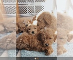 Small Photo #1 Goldendoodle Puppy For Sale in MAPLE LAKE, MN, USA