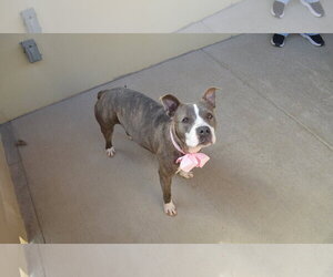 American Pit Bull Terrier-Unknown Mix Dogs for adoption in McKinney, TX, USA