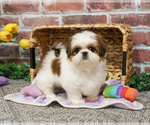 Small #8 Shih Tzu
