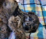 Small Photo #2 Doodle-Goldendoodle Mix Puppy For Sale in WACO, TX, USA