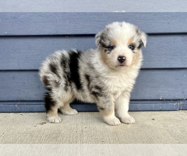 Medium Photo #6 Australian Shepherd Puppy For Sale in LODA, IL, USA