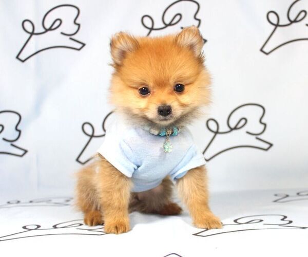Medium Photo #5 Pomeranian Puppy For Sale in LAS VEGAS, NV, USA
