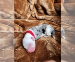 Small Photo #75 Sheepadoodle Puppy For Sale in LEHI, UT, USA