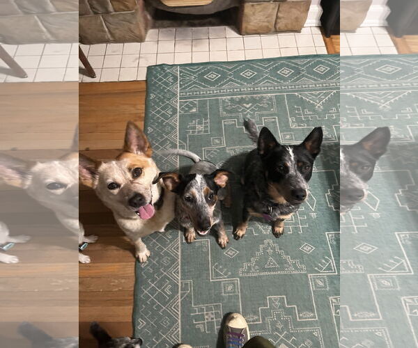Medium Photo #2 Mutt Puppy For Sale in Garden City, NY, USA