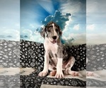 Small Photo #28 Great Dane Puppy For Sale in TUSCUMBIA, AL, USA